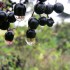 black currant oil side effects
