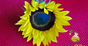 sunflower oil allergy