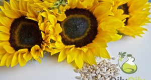 what is sunflower oil