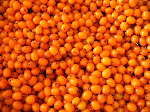 What is Sea Buckthorn Oil