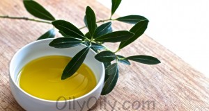 olive oil vs canola oil