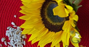 sunflower oil substitutes