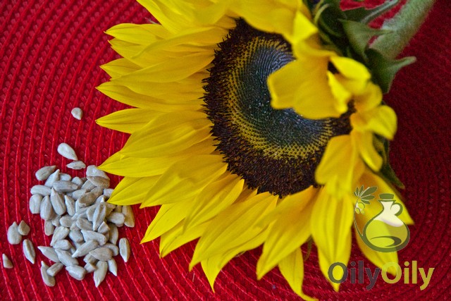 sunflower oil substitutes