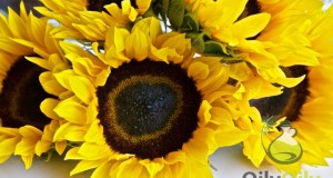 sunflower oil benefits