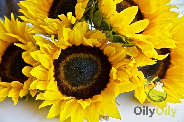 sunflower oil benefits