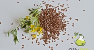 flaxseed oil bodybuilding