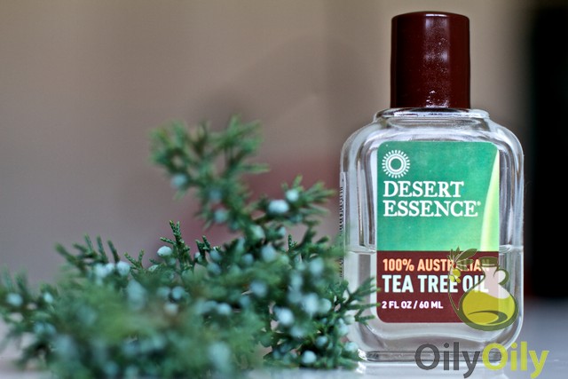 tea tree oil for lice