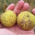 walnut oil omega 3