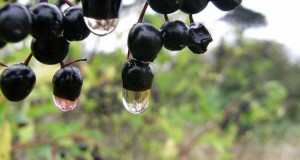 black currant oil side effects