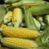 how to make corn oil
