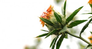 what is safflower oil good for