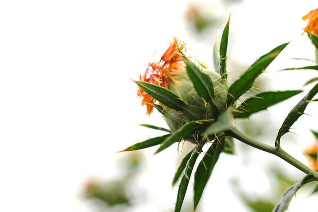 what is safflower oil good for