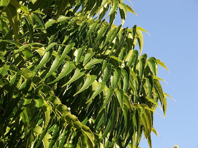neem oil insecticide