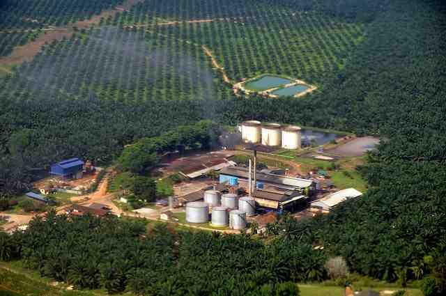 palm oil and health