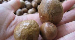 macadamia nut oil nutrition