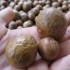 macadamia nut oil nutrition
