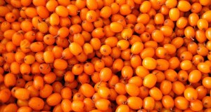 What is Sea Buckthorn Oil