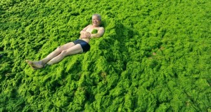algae oil health benefits